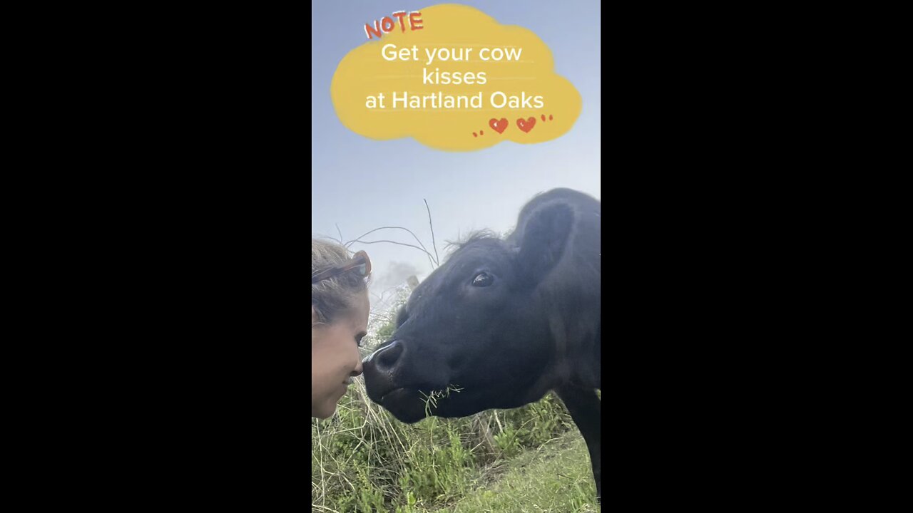 Free cow kisses from Rosie at Hartland Oaks.