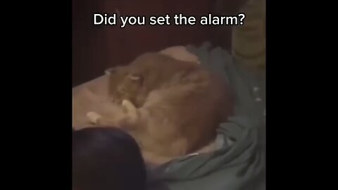 You Won’t Believe What This Cat Did! #TryNotToLaugh