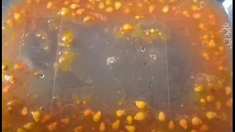 Collecting tomato seeds