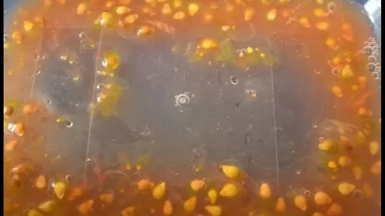 Collecting tomato seeds