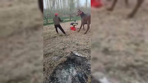 😂 Hilarious Funny Compilation | Try Not to Laugh Challenge