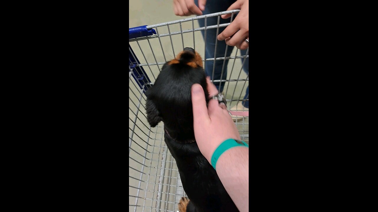 pupper at Lowes