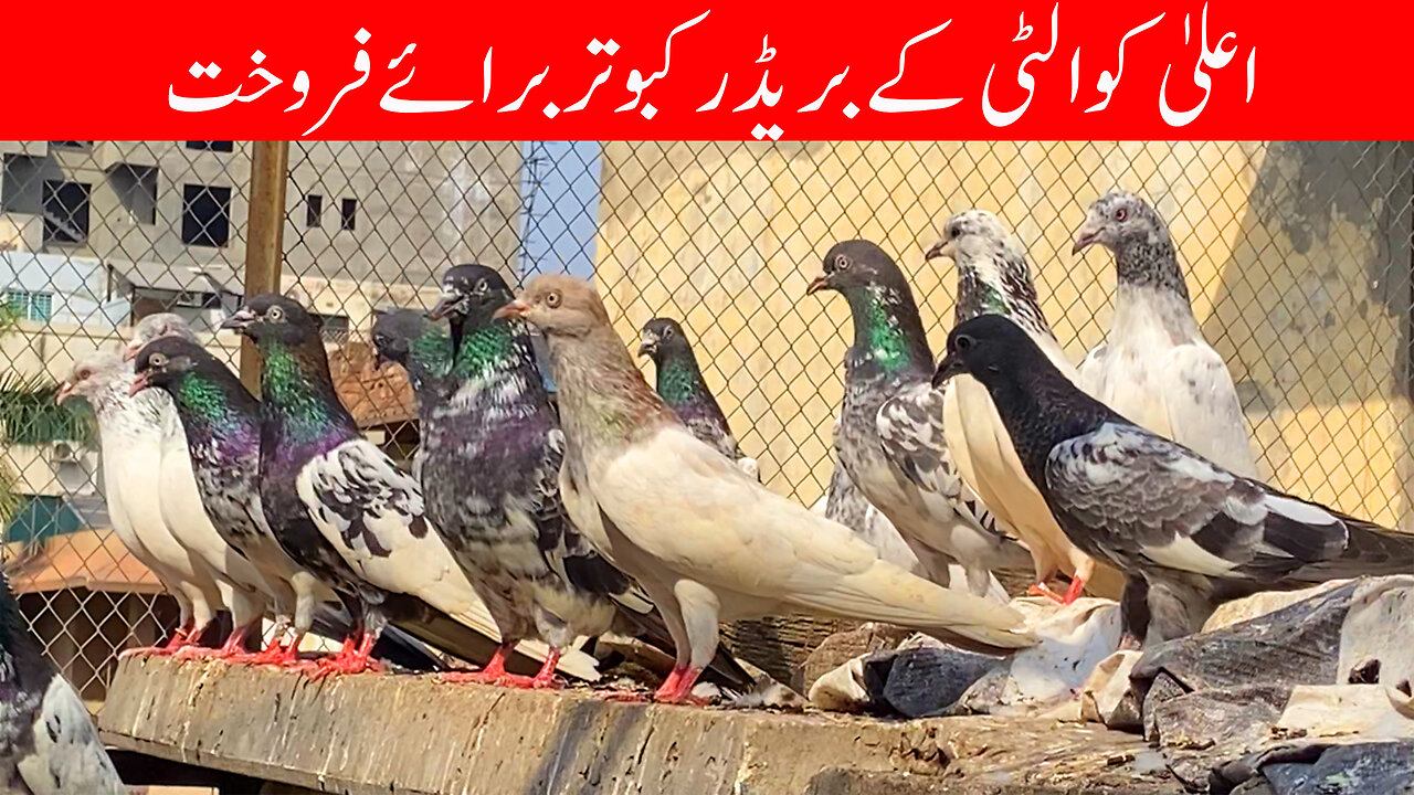 Knowledgeable Talk With Ustad Khawaja Aqeel Bashir Watch In HD Urdu/Hindi Con # 0321-4279-533