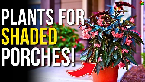 12 Top Plants for a Shady Porch! These Shade Plants are ESSENTIAL! G07