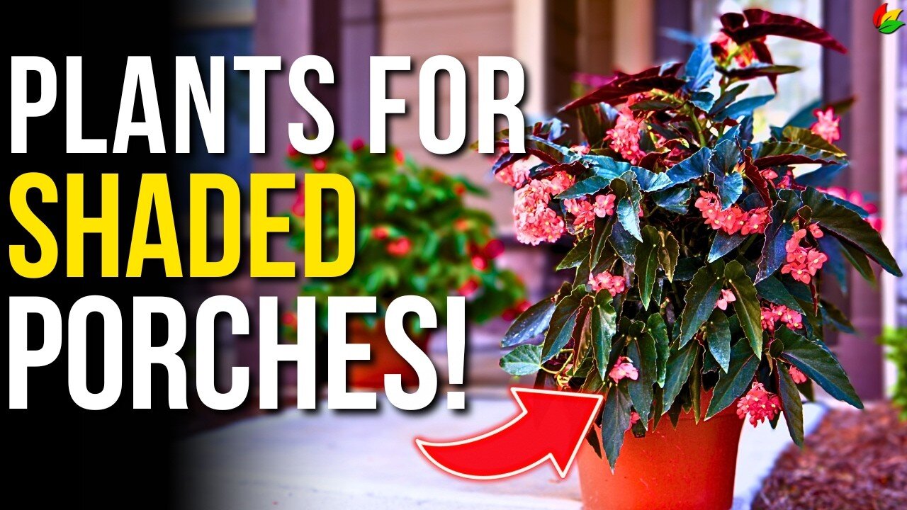 12 Top Plants for a Shady Porch! These Shade Plants are ESSENTIAL! G07