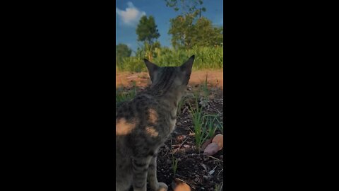 cat