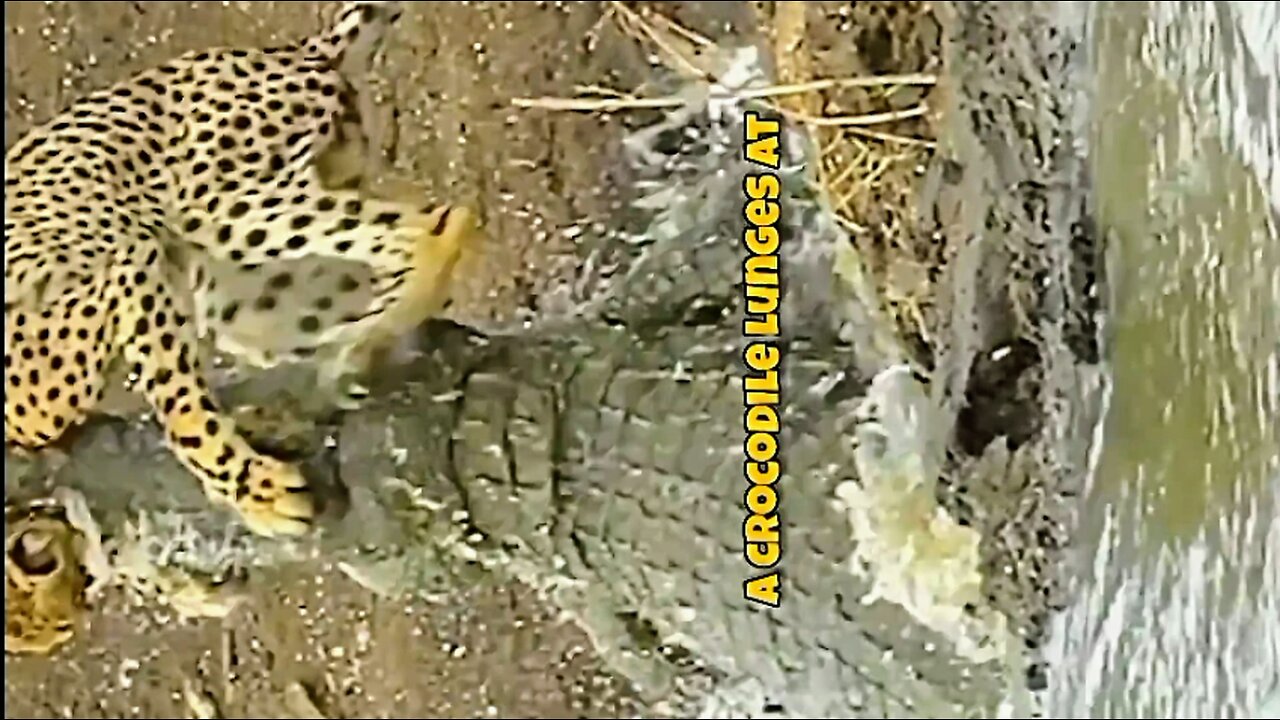 Cheetah vs Crocodile - The Ultimate Showdown