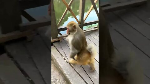 Break off the happy monkey