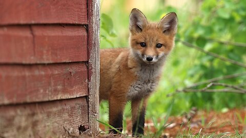 The Cutest Thing On The Internet | Wildlife Videography | Algonquin Park