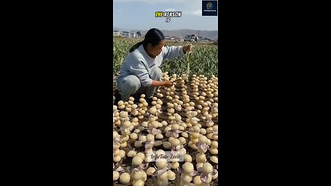 China’s Garlic With No Cloves Shocks the World.