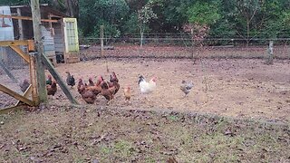 Worst egg laying day ever.