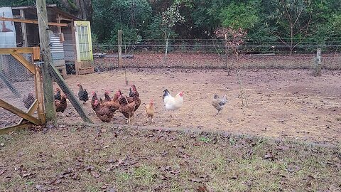 Worst egg laying day ever.