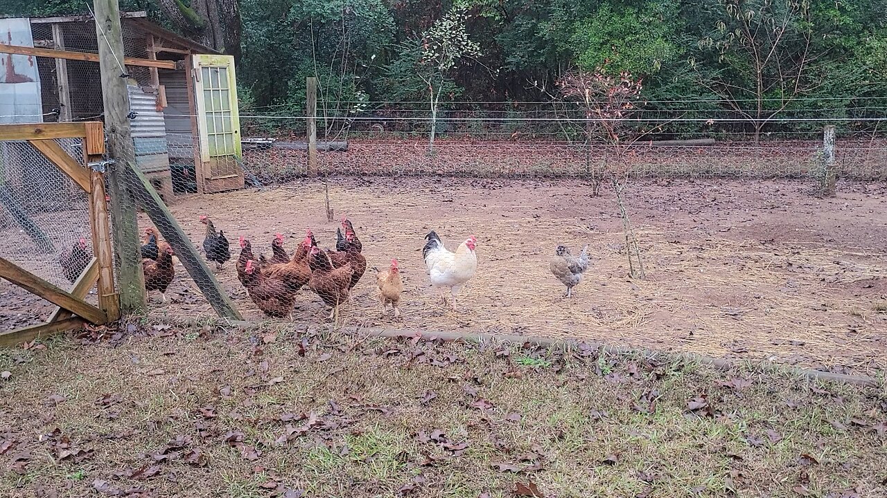 Worst egg laying day ever.