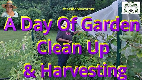A Day Of Garden Clean Up & Harvesting - #catshobbycorner #gardening