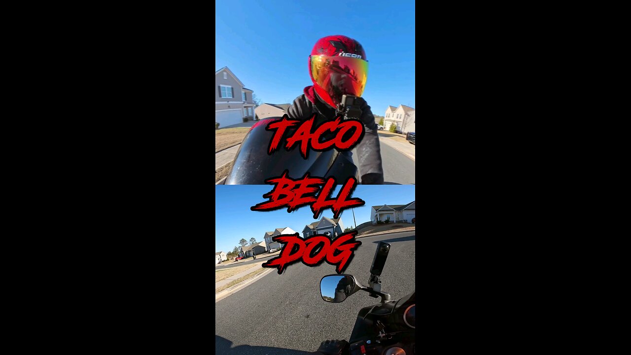 I Found The Taco Bell Dog!