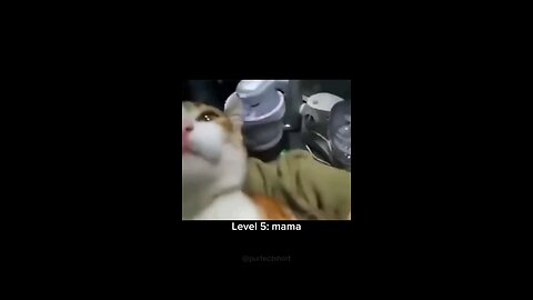 Cats and their unique meows😹❤🤣