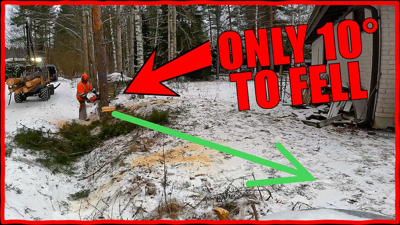 Tighter, Riskier, Narrower – This Pine Tree Was Even Worse Than the First