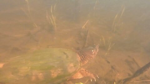 Snapping Turtle