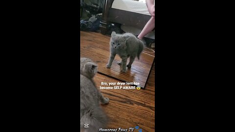 The Funniest Animal Moments You'll See Today!