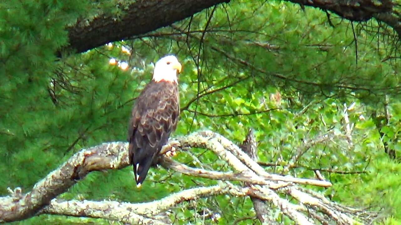 Bald Eagle