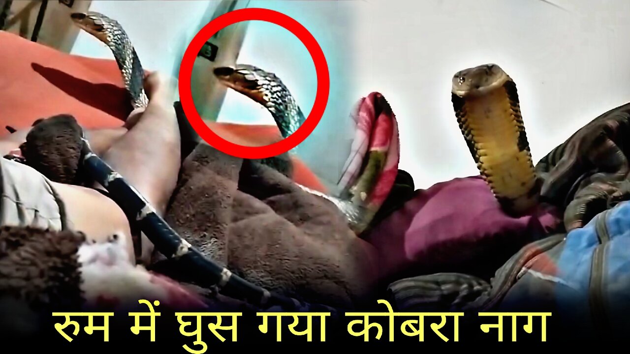 Cobra in house