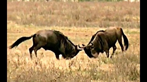 best of animal fight