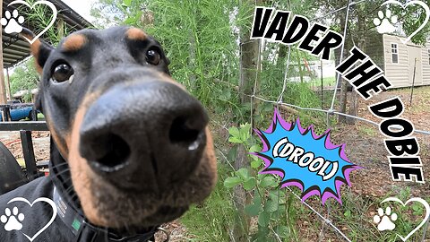 Doberman Outwitted: Blocked by a Trailer! 😂🐾🚫 | Funny Dog Reactions & Neighbor Drama