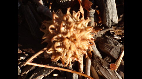 ~Prickerville Invasion!~