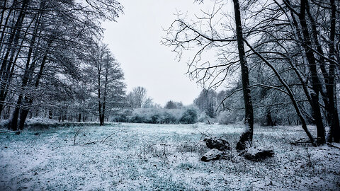 Winter Has Never Sounded This Peaceful ❄️ A Quiet Snowy Meadow in the Forest" (Windy Nature Scene)