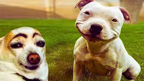 Funniest Dogs 2025 😂 Try Not to Laugh | Hilarious Animal Moments