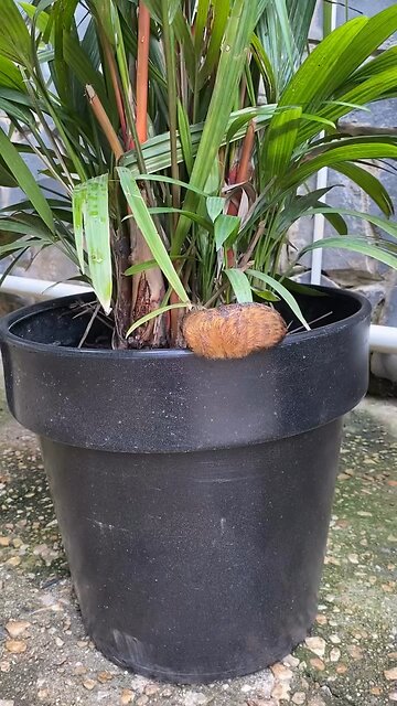 A caterpillar-hamster is going viral online