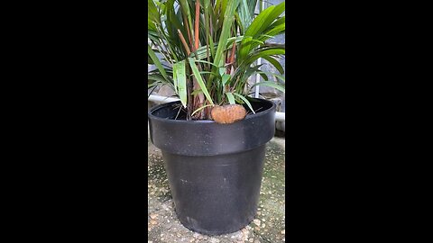 A caterpillar-hamster is going viral online