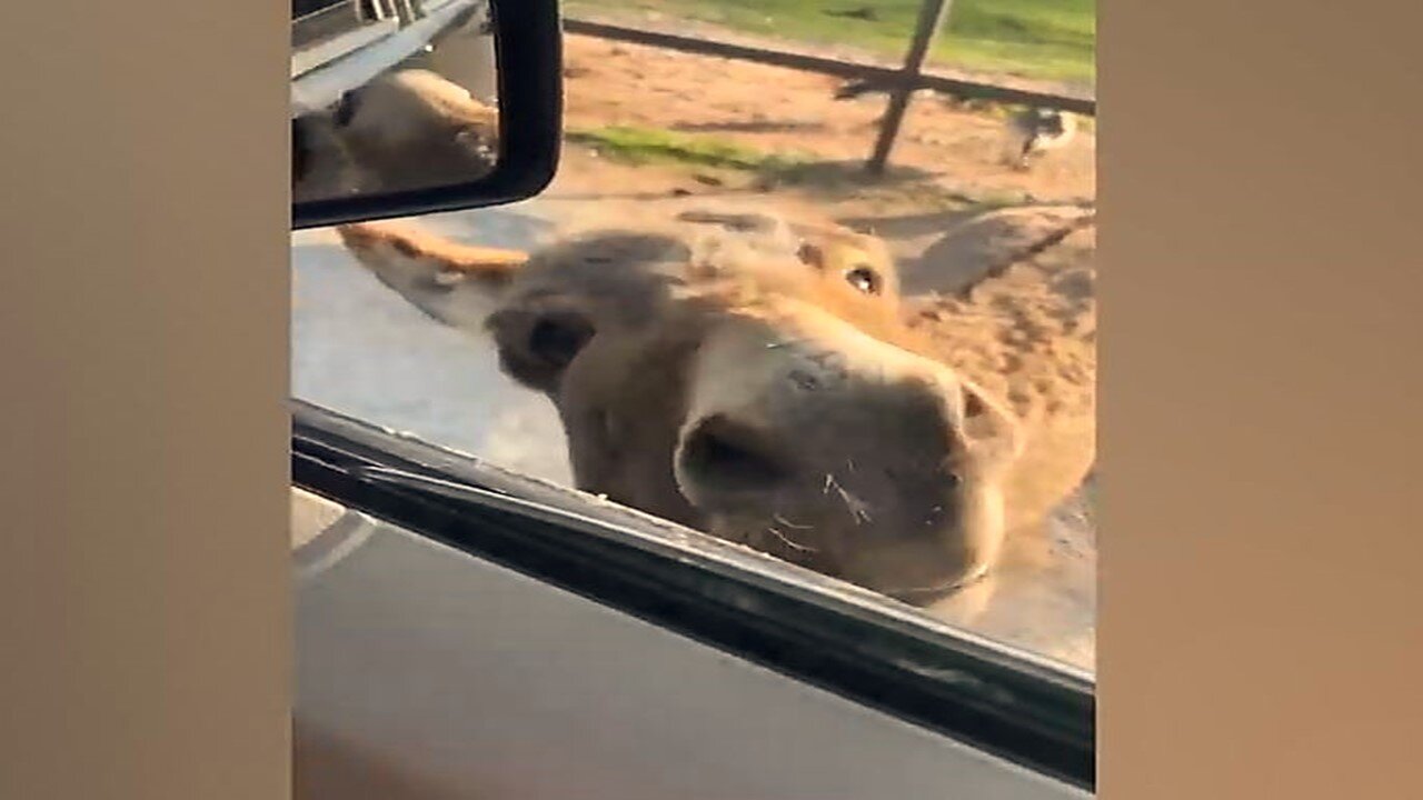 Funny Animals - Best Of The 2025 Funny Animal Videos - Cutest Funny Animals