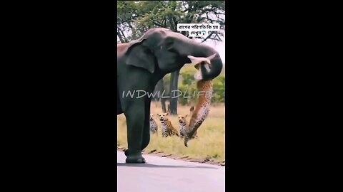 NEWSMAX2 LIVE | Real News for Real People? Too funny!How cute is that.. | Please Follow me