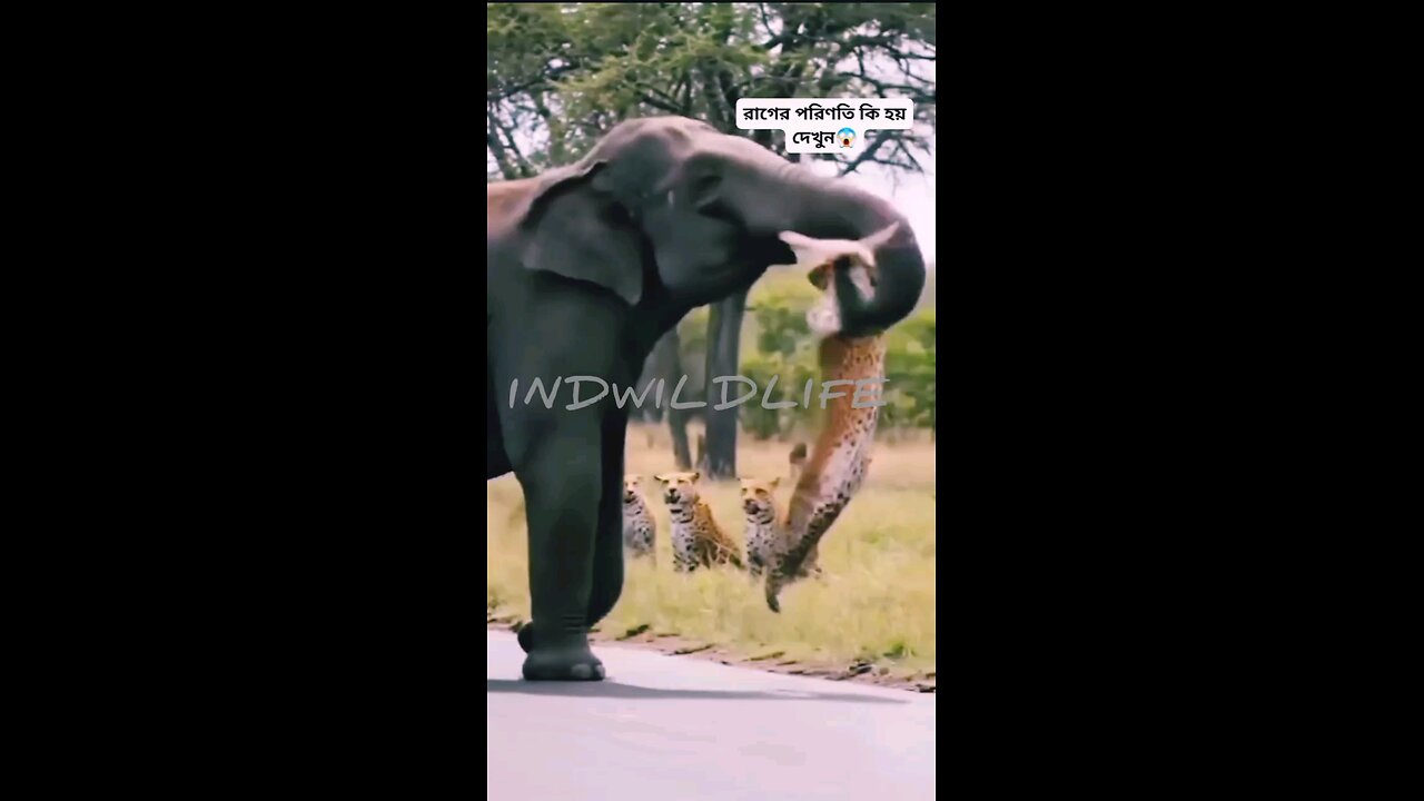 NEWSMAX2 LIVE | Real News for Real People? Too funny!How cute is that.. | Please Follow me