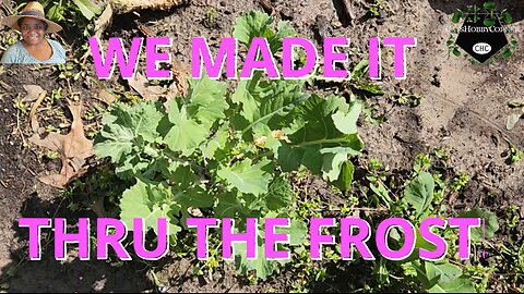We Made it Through the Frost - #catshobbycorner #gardening