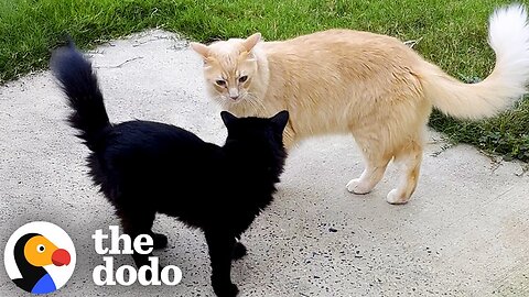 Antisocial Orange Cat Falls In Love With A Black Stray | The Dodo