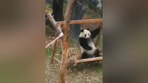 Funniest Animal Clips #animals #funnyclips #funnyvideos