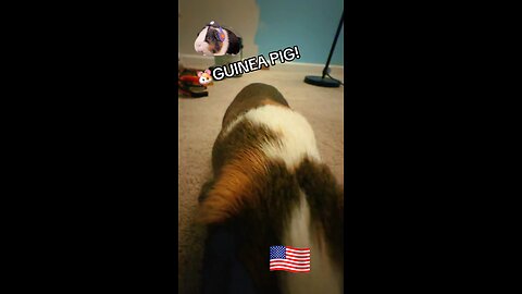 🐹Guinea Pig Time