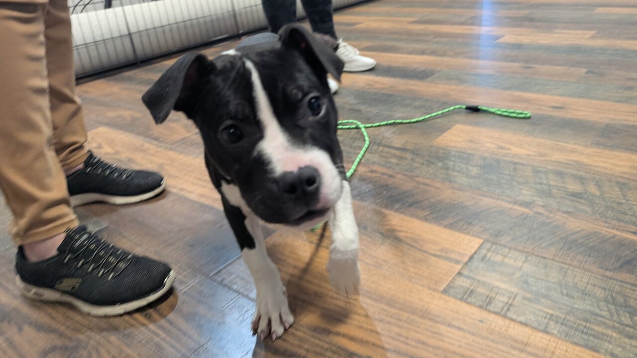 Pet of the Week: Buttercup at Whiteside County Animal Adoption Center