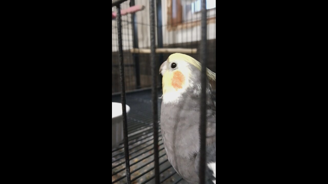 talking cockatiel banjo song whistling
