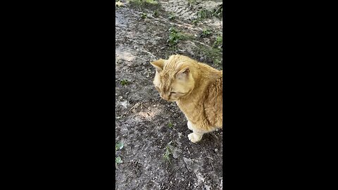 Cat in nature.