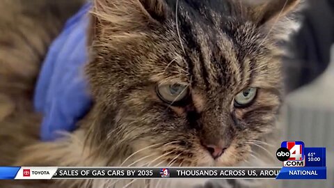 ‘A miracle’: Senior cat survives nearly 400-foot fall in Bryce Canyon