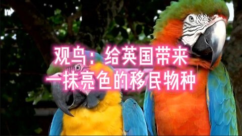观鸟：给英国带来一抹亮色的移民物种