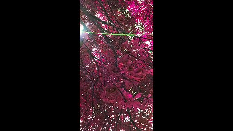 beautiful is leaves