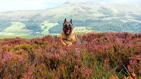 Belgian Malinois In Scotland 🏴󠁧󠁢󠁳󠁣󠁴󠁿
