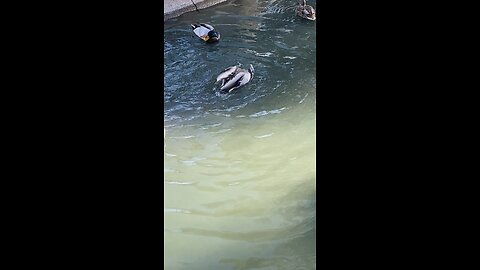 Mallard Ducks 🦆 swimming #mallardducks #swimming #shorts #viral #trending #followme #ducks #duck