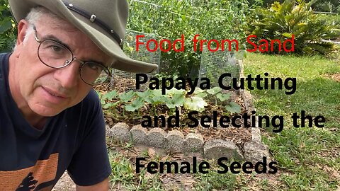 Papaya Cutting and Selecting the Female Seeds