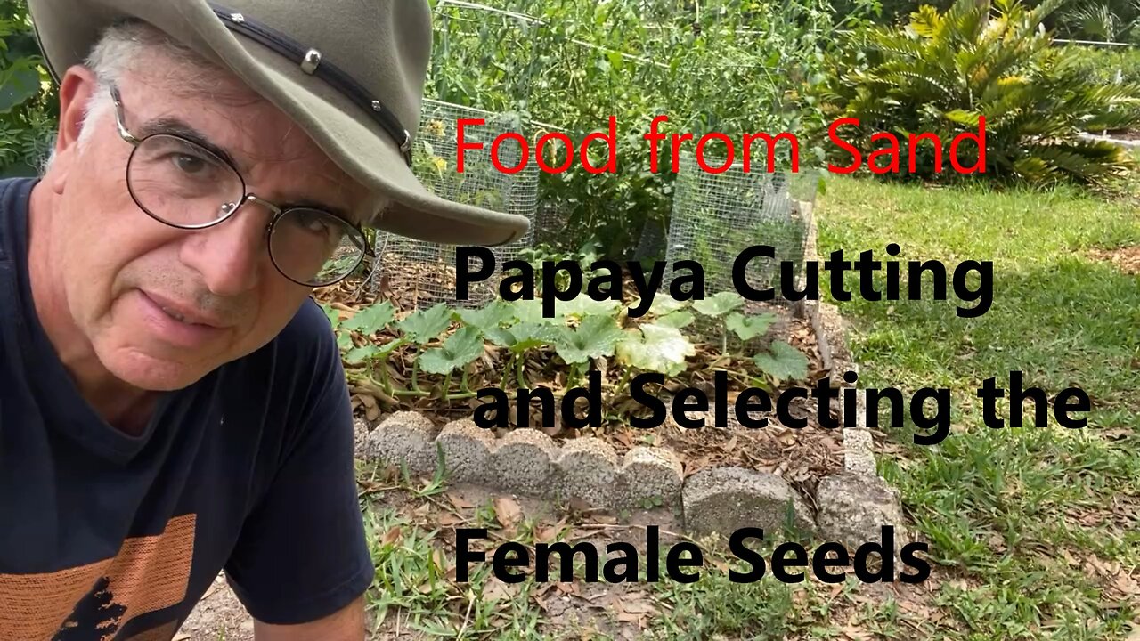 Papaya Cutting and Selecting the Female Seeds
