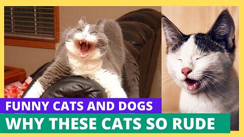 Why these cats so rude??